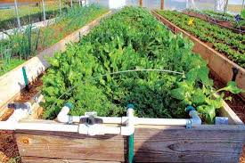 Our build your own fruit and vegetable cages are designed for grow your own gardeners who want a flexible fruit and vegetable crop protection system that comes in on budget. How To Build A Drip Irrigation System Diy Mother Earth News