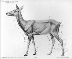 12 Best Deer Anatomy Images Deer Anatomy Animal Anatomy