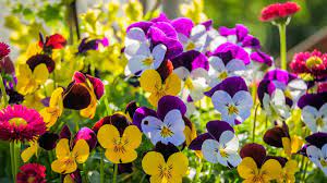 Pansy Flowers Wallpapers - Top Free ...