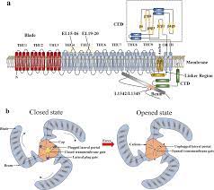 piezo channels in the urinary system