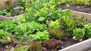 vegetable garden design choosing the