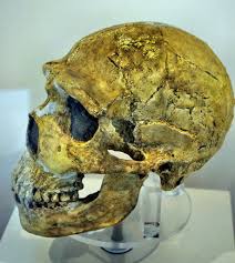 Neanderthal man, 50.000 yo, Palestine | Thomas T. | Flickr