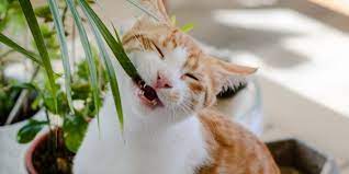 Household Plants That Are Toxic To Cats
