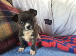 Shih tzu chihuahua mix : Chihuahua Shih Tzu Litter 06 08 2017 Puppy Id 860 Paradise Puppies