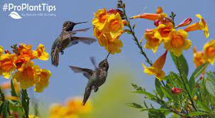 Plants To Attract Hummingbirds Garden