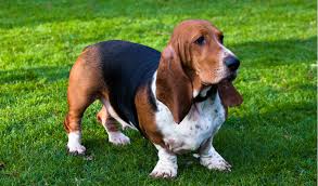 Long haired basset hound (hutch). Basset Hound Breed Facts And Information Petcoach