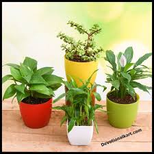 Most Popular Feng Shui Plants For Good