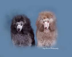 miniature poodles amity valley kennels