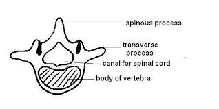 Anatomy And Physiology Of Animals The Skeleton Wikibooks