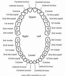 68 All Inclusive Diagram Of Teeth Numbers