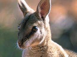 bridled nailtail wallaby australian