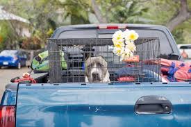5 diy truck bed dog kennels you can