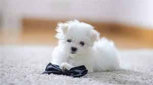 the teacup maltese your complete guide