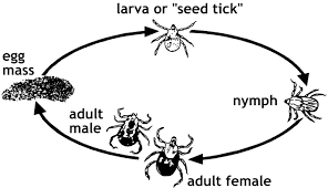 Protect Yourself From Ticks Uga Cooperative Extension