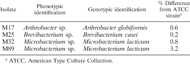 Species Identification By 16s Sequencing Of Gram Positive
