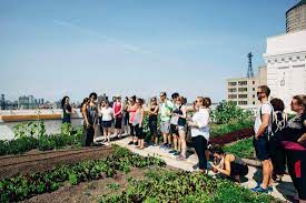 Picture Of Brooklyn Grange Rooftop Farm