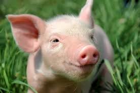 pig stock photos royalty free pig
