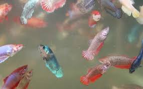 Baby Crowntail Betta Fish Vang Bettas