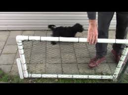 Diy Temporary Dog Fence With Pvc Pipe