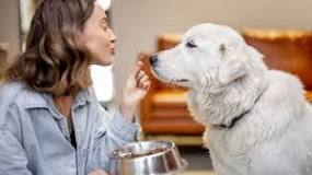 Resultado de imagem para O que é um cão terapeuta?