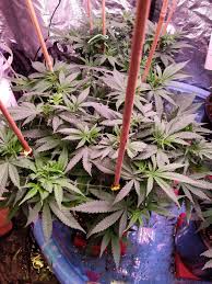 There are plenty of co2 bags for grow room for sale. Diy Co2 Generator Hits 700 Ppm Dude Grows