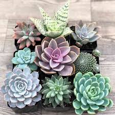 Think about developing your plants out during summer seasons or putting up some develop lights for splendor. Succulents Complete Guide To Make Your Succulent Plants Feel At Home
