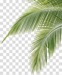 palm leaves transpa background png