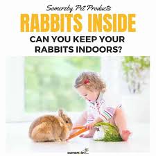 Want To Keep Your Rabbits Indoors