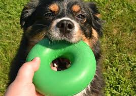 6 best chew toys for aggressive chewers