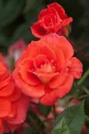 Patio Roses Rhs Gardening