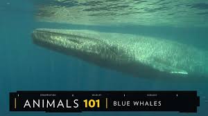 Blue Whales 101