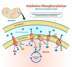 Photosynthesis is a chemical reaction that takes place in chlorophyll in order to make glucose. Aerobic Respiration The Definitive Guide Biology Dictionary