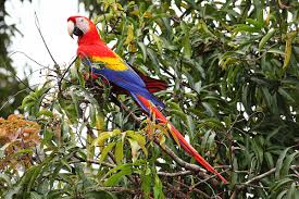 Scarlet Macaw Wikipedia