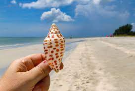 Drive through the main shopping district in sanibel, turn right, then left, and drive about 6 miles before you see the sign for bowman's beach. Sanibel Island Shelling A Local S Guide To Finding The Best Shells Travlinmad Slow Travel Blog