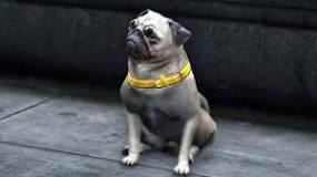 where-can-you-find-pugs-in-gta-5