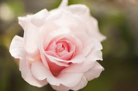the sweetheart rose has delicate pink