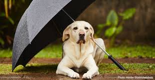 How Rain Affects Your Dog In 5 Different Ways - The Animal Rescue Site News