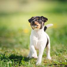 5 fun facts about fox terriers