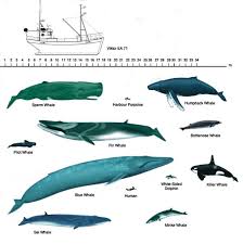 The blue whale is the biggest in the world to have ever lived. Whales Of Iceland Types Of Whales Arctic Sea Tours