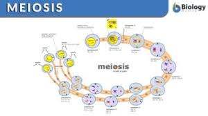 meiosis function phases and exles