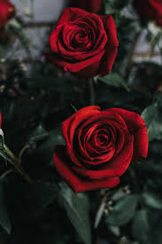 red rose rose flower bud hd