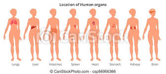 The kidneys are located under the rib cage in your lower back. 9 Human Body Organ Systems Realistic Educative Anatomy Physiology Front Back View Flashcards Poster Vector Illustration Canstock