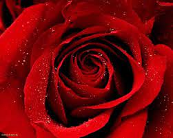 นิยาย เรื่องเล่ารวมตำนาน : กำเนิดดอกกุหลาบสีแดง : Dek-D.com - Writer