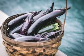 how to grow eggplant from seed the