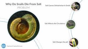why do snails from salt causes and