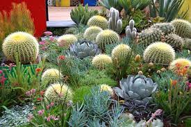 Cactus To Enhance Your Landscaping