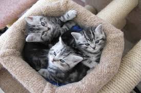 In the early days of cat exhibitions, tabbies were divided into banded and spotted. 40 Pictures Of Cute Silver Tabby Kittens Tail And Fur