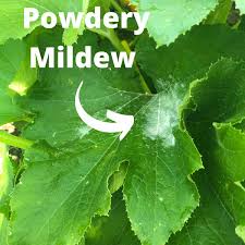 how to treat powdery mildew on zucchini