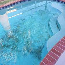 black algae in your pool in