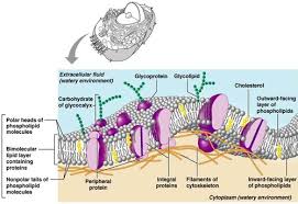 sunway bio1014 cell membrane